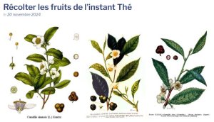 image CaptureCoopINTER_Com.jpg (49.9kB)
Lien vers: https://portailcoop.educagri.fr/recolter-les-fruits-de-linstant-the/